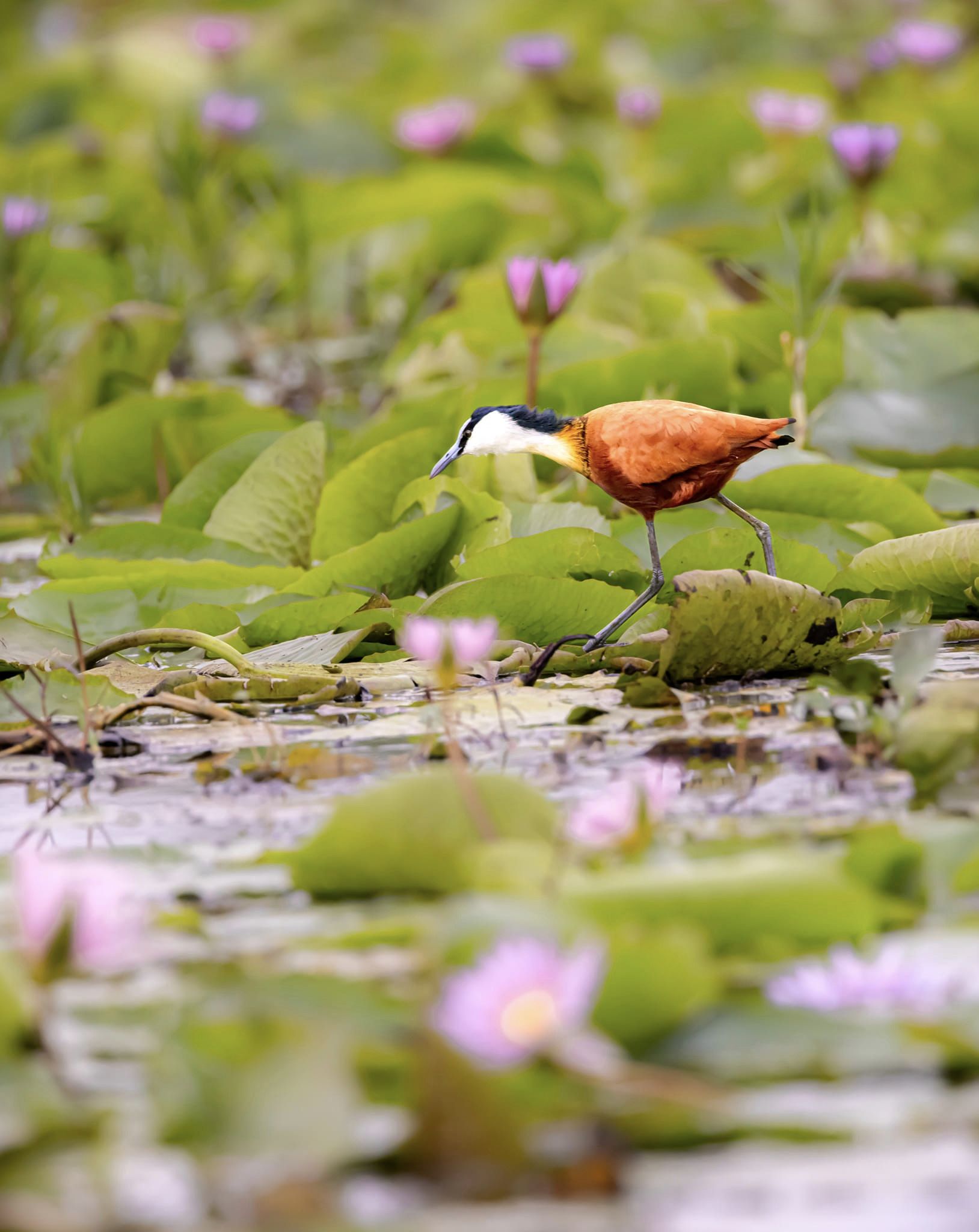 African Jacana Bird